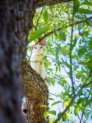 Young gray tabby cat sitting on green tree trunk in spring sunny day. Cat outdoor. Pets in the nature. Domestic cat enjoys freedom outside the house.