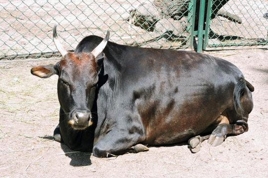 A zebu lying on the ground