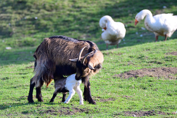 Ziege mit Zicklein	