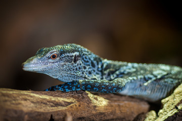 blue monitor lizard portrait
