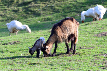 Ziege mit Zicklein	