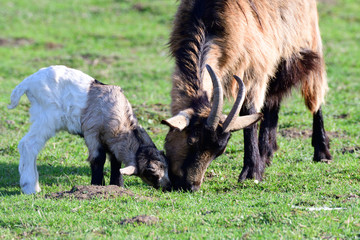 Ziege mit Zicklein	