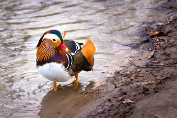 A mandarin duck with blurry background and copy space