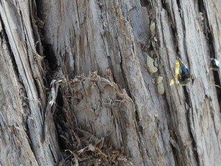 Grand Canyon aux Etats-Unis