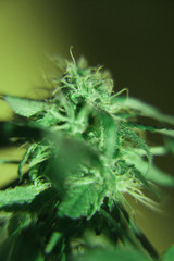 Close-up of the female flower of a cannabis plant