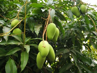 Mangoes  on  tree  in  Thailand.
