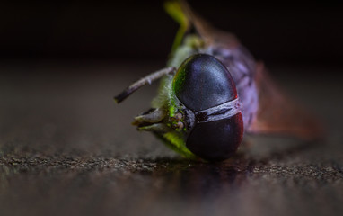 Mixed light. Horsefly or Gadfly or Horse Fly Diptera Insect Macro. Selective focus.