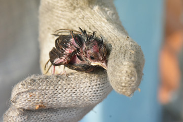 Bird newborn falls from nest.