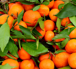 green leaves immersed in colorful oranges for sale