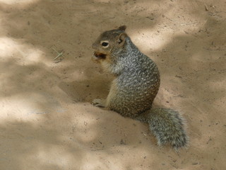 A Zion Canyon aux Etats-Unis