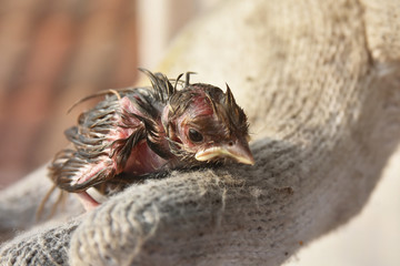 Bird newborn falls from nest.