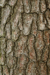 Details of brown tree bark background