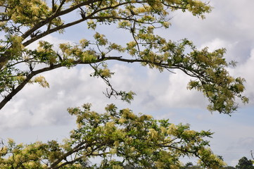 yellow flowers on slanted tree branch