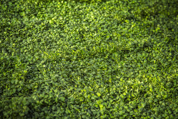 Trimmed lawn with a bright green lush grass