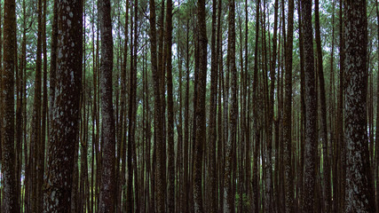 Landscape Trees in Pine Forest