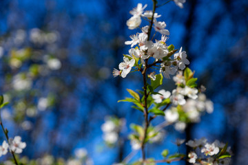premières fleurs de printemps
