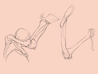 Skeletal sketch of the arm bones