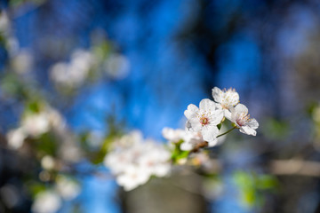 premières fleurs de printemps