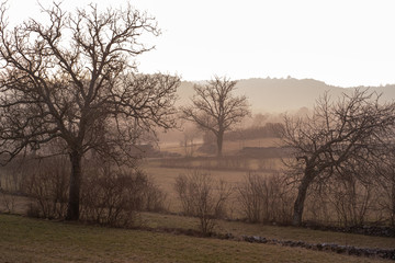 Fototapeta na wymiar The Woods in the Winter Fog