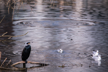 Great Cormorant (Phalacrocorax Carbo) perched on a submerged branch with seagulls in the background