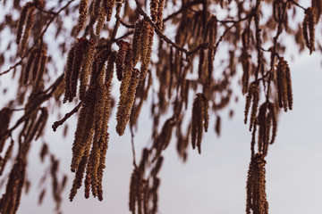 Alder pollen, flowering time of the alder