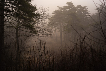 Naklejka premium The Woods in the Winter Fog
