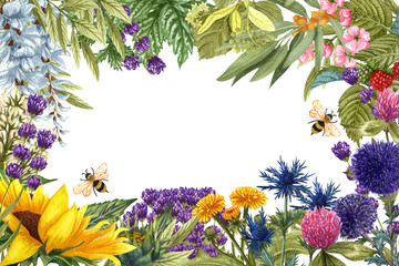 Watercolor wild flowers and herbs frame. Place for text, Hand drawn border for your designe. Blooming meadow flowers thistles, dandelions, raspberry, wisteria, sunflower clover, buck thorn, lavender