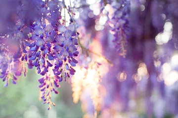 Outdoor kussens Spring flowers wisteria blooming in sunset garden. Beautiful flowering trellis blossom in Chinese and Japanese park. © Marina April