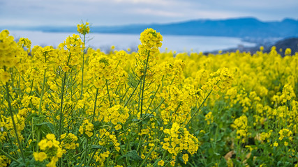 菜の花畑と伊豆半島