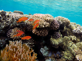 Colorful reef underwater landscape with fishes and corals