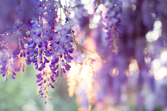 Spring flowers wisteria blooming in sunset garden. Beautiful flowering trellis blossom in Chinese and Japanese park.