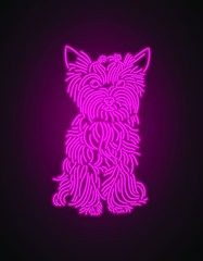 neon pink dog yorkshire terrier	