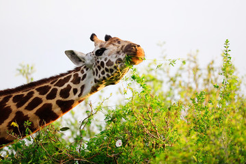 Massai-Giraffe in Tsavo East National Park, Kenya, Africa