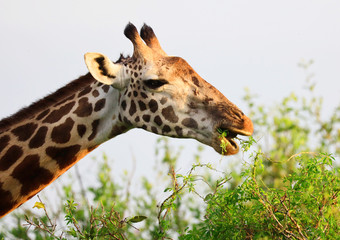 Massai-Giraffe in Tsavo East National Park, Kenya, Africa
