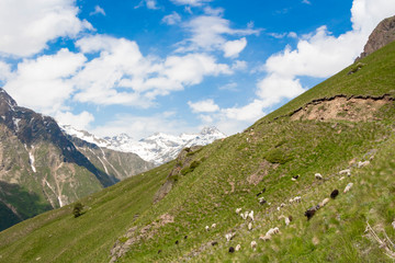 Obraz premium sheep on steep slopes, meadows of the Elbrus region