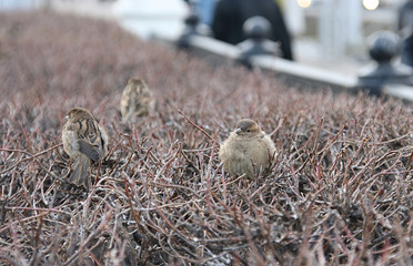 Obraz premium Sparrow on the branches of a decorative shrub in a city square against the background of a fence