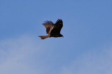 black kiter is in flight