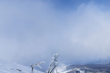 Ośnieżone krzewy na połoninie Wetlińskiej Bieszczady © wedrownik52