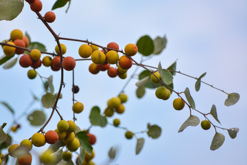 Indian Jujube or Ziziphus mauritiana on the jujube tree