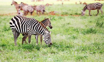Zebras in Tsavo East National Park, Kenya, Africa