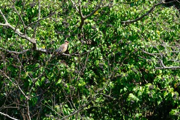 japanese waxwing in forest