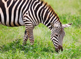 Zebras in Tsavo East National Park, Kenya, Africa