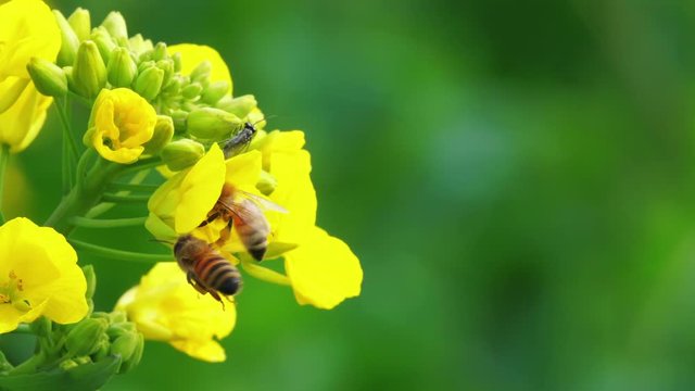 Close up three lovely honey bee collecting pollen putting head and mouth in the yellow rape flower detail bees flying on blooming spring flower bud slow motion of insect in the nature 4k clip