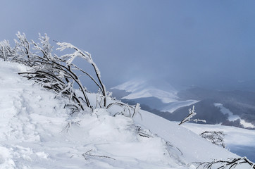 Ośnieżone krzewy na połoninie Wetlińskiej Bieszczady © wedrownik52
