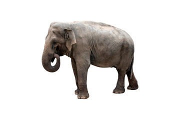 Fototapeta na wymiar Elephant walking, and isolated on a white background