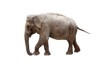  Elephant walking, and isolated on a white background