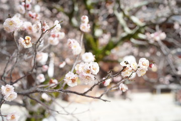 京都の桜