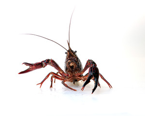 shrimp isolated on white background. close-up portrait seen from the front with raised claws