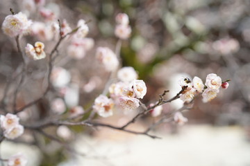 京都の桜