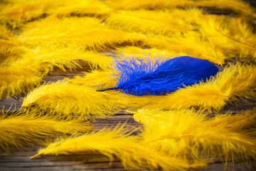 blue and yellow  feathers on old wooden background